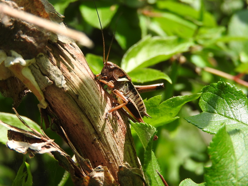 Pholidoptera aptera - nagy avarszöcske