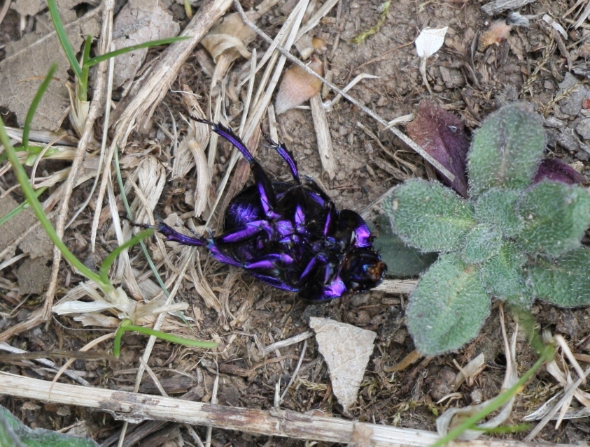 Anoplotrupes stercorosus - erdei álganéjtúró