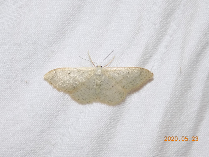 Idaea straminata - szalmasárga sávosaraszoló