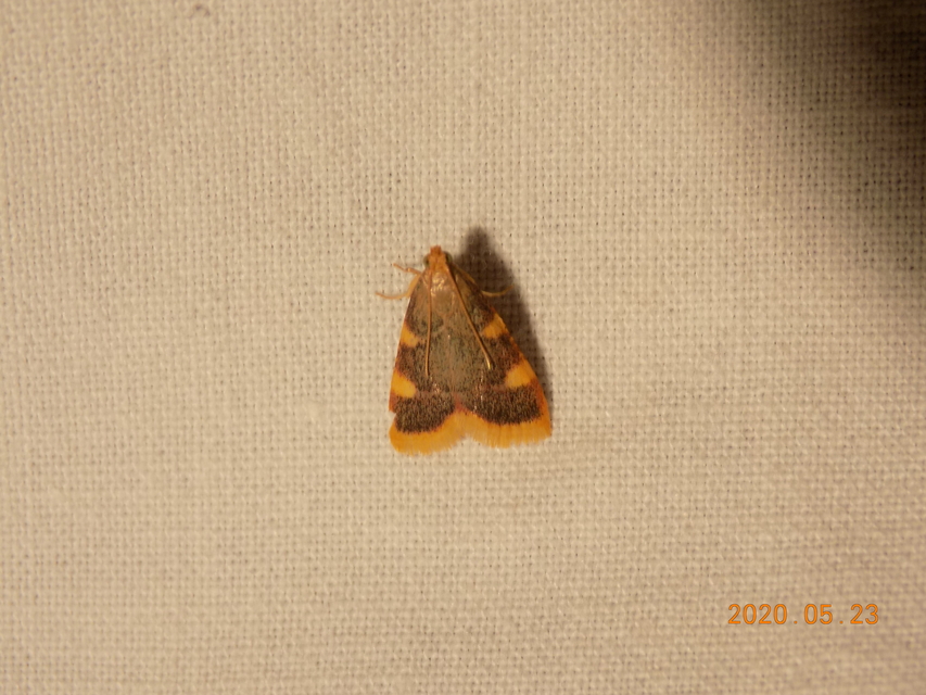 Hypsopygia costalis - szénailonca