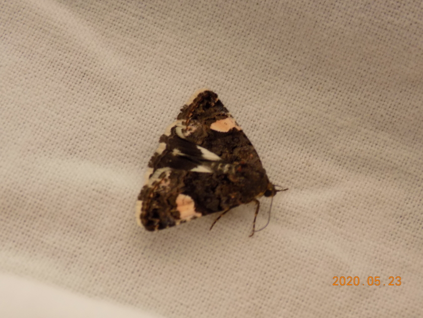 Tyta luctuosa - fekete nappalibagoly