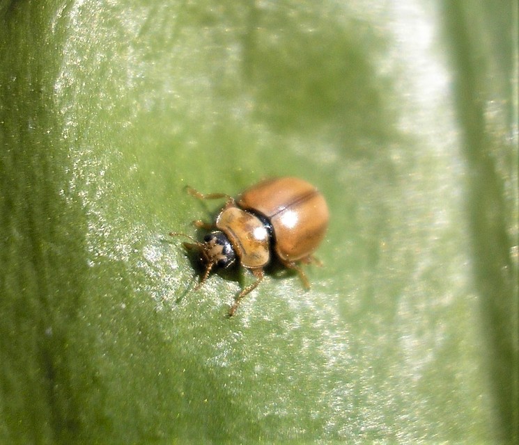Aphidecta obliterata - sárga katica
