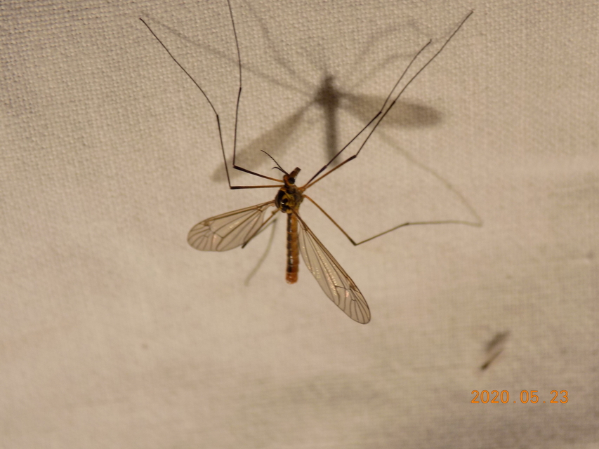 Nephrotoma