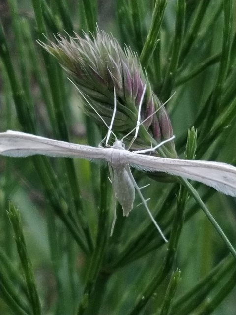 Pterophorus pentadactyla - fehér tollasmoly