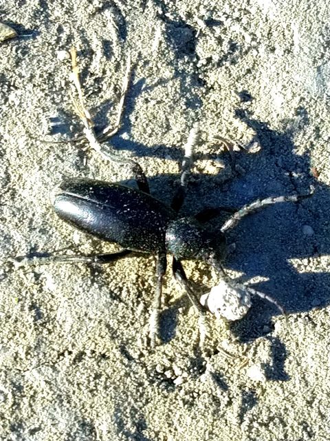 Dorcadion aethiops - fekete gyalogcincér