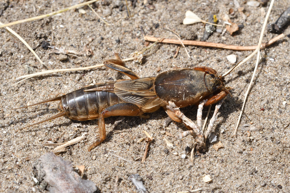 Gryllotalpa