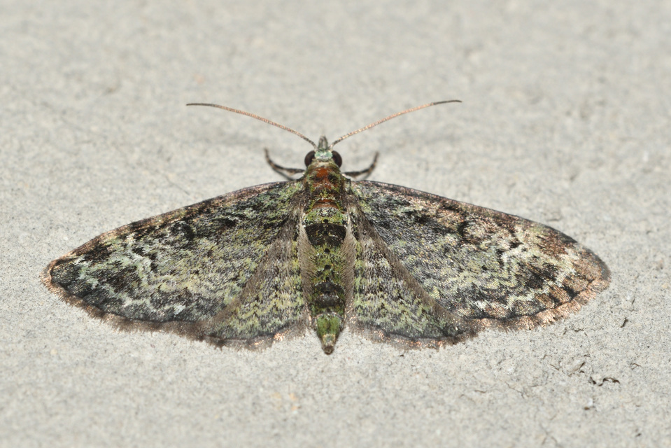 Pasiphila rectangulata - almavirág-araszoló
