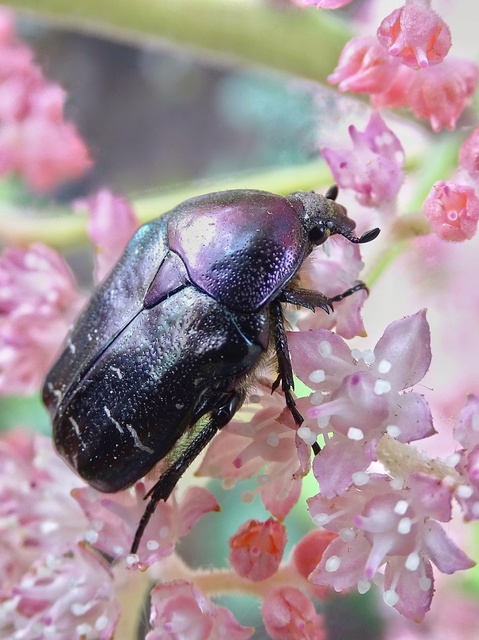 Cetonia aurata - aranyos virágbogár