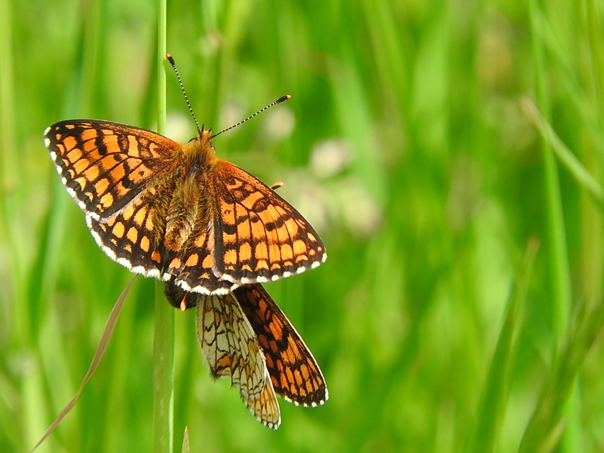 Melitaea athalia - közönséges tarkalepke