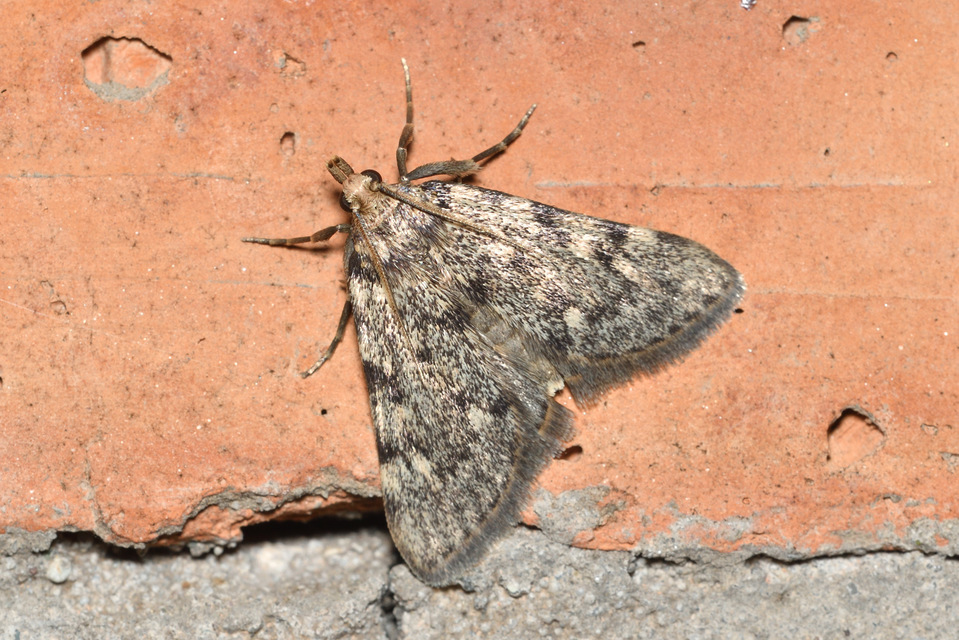 Aglossa pinguinalis - zsiradékmoly