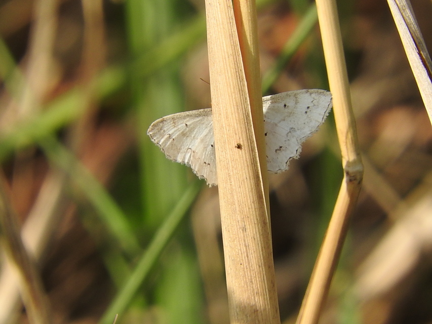 Scopula ornata - díszes fehéraraszoló