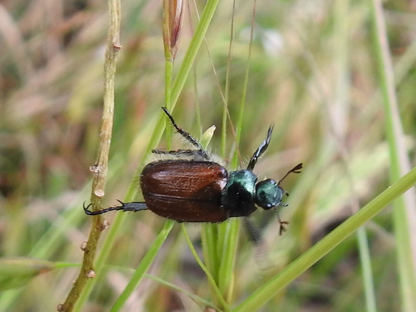 Phyllopertha horticola - kerti szipoly