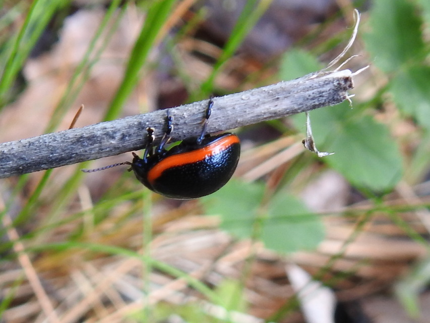 Chrysolina rossia - trapézhátú szegélyeslevelész