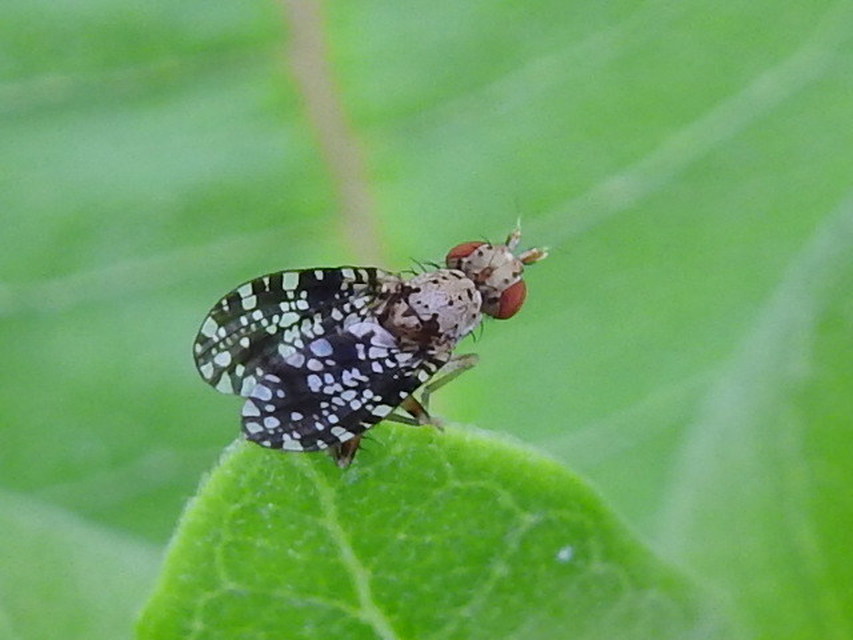Trypetoptera punctulata - pirosszemű szarvaslégy