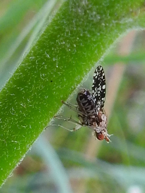 Trypetoptera punctulata - pirosszemű szarvaslégy