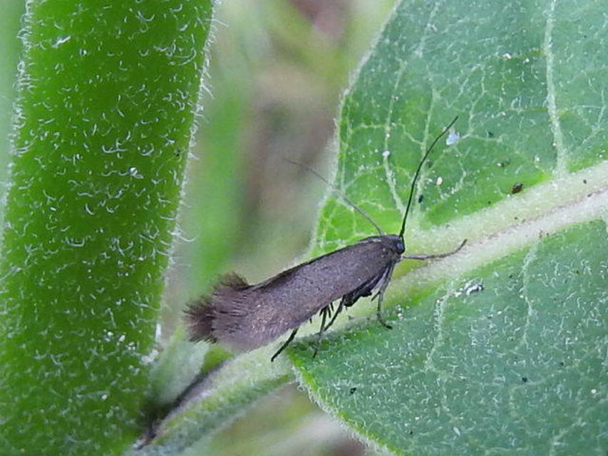Scythrididae - zöldmolyfélék