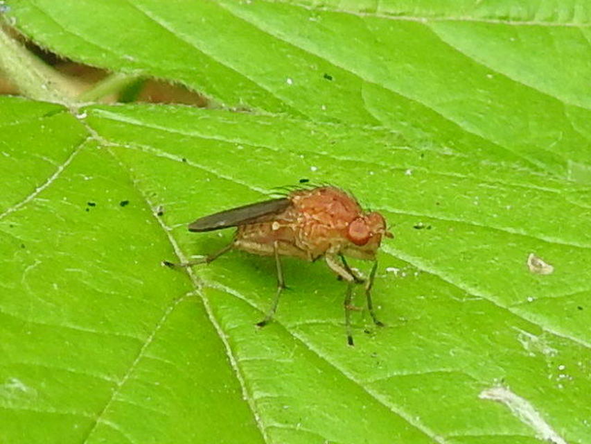 Heleomyzidae - tüskésszárnyú legyek