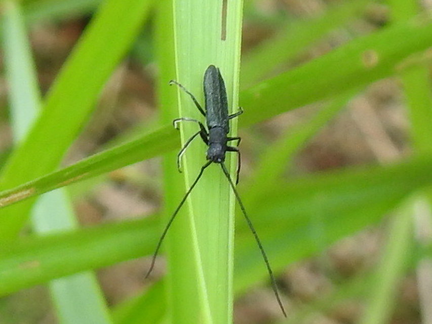 Theophilea subcylindricollis - hengeres szalmacincér