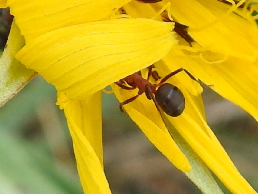 Formica