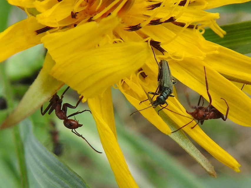 Oedemera