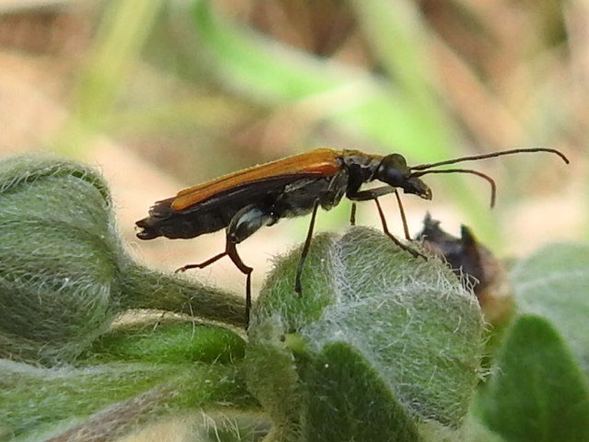 Oedemera femorata - sárgahátú álcincér