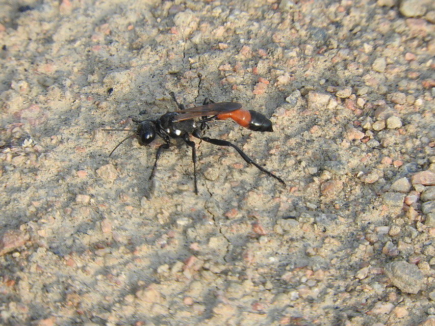 Podalonia