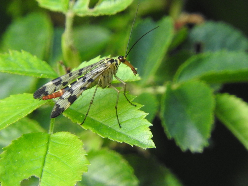Panorpa vulgaris