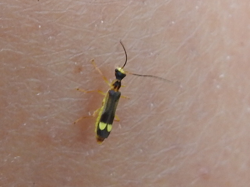 Malthinus flaveolus - közönséges fürkészlágybogár