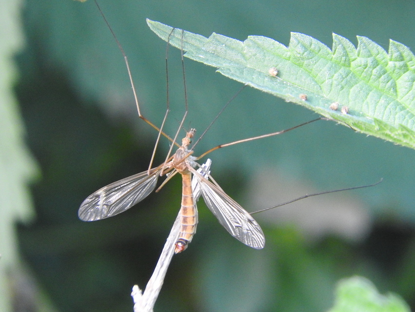 Tipula