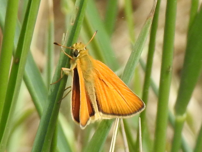 Thymelicus lineola - vonalas busalepke