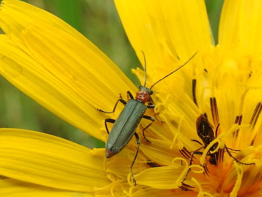 Oedemera croceicollis - pirostorú álcincér