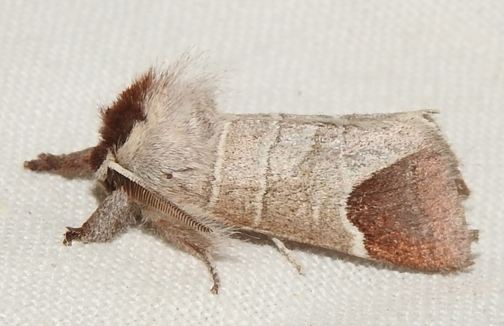 Clostera curtula - rövidszárnyú levélszövő
