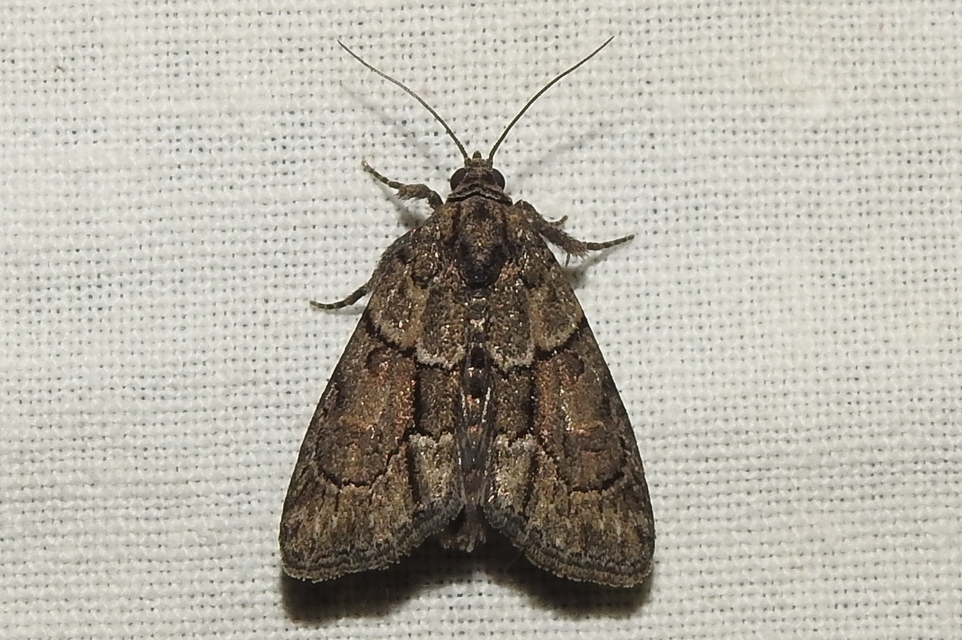 Cryphia fraudatricula - homoki zuzmóbagoly