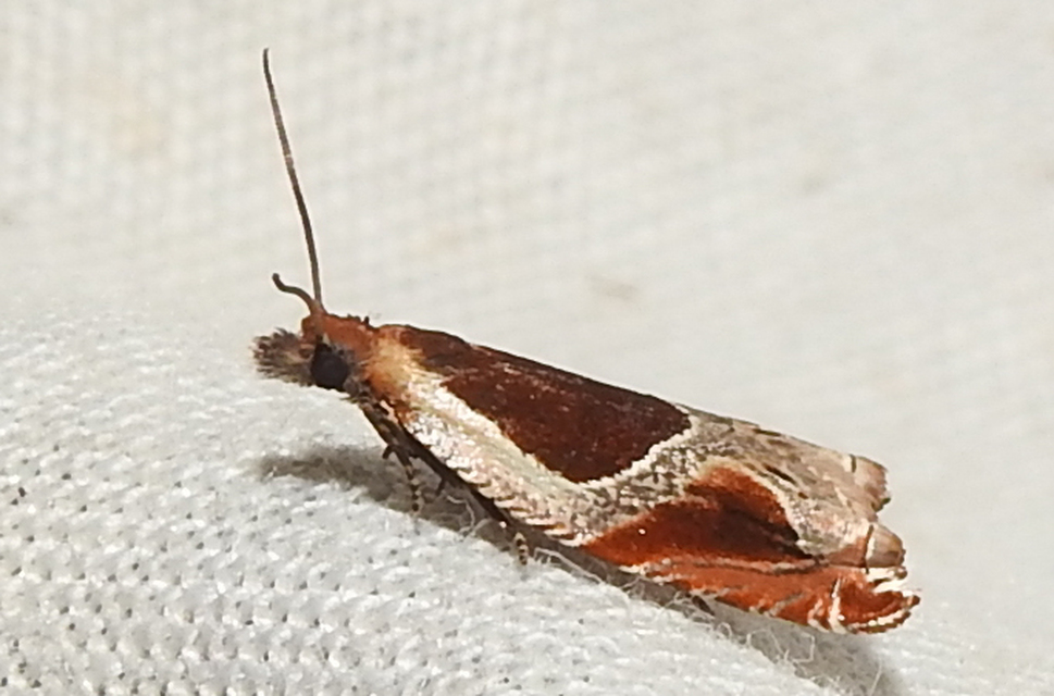 Ancylis unculana - szedersodró horgasmoly