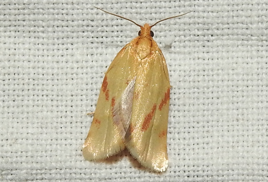 Clepsis pallidana - aranysárga sodrómoly