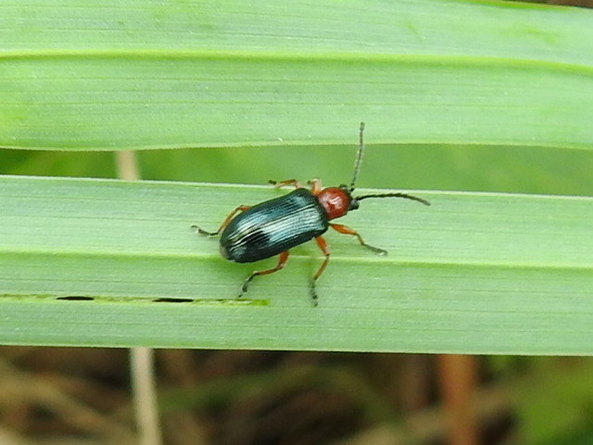 Oulema melanopus/duftschmidi