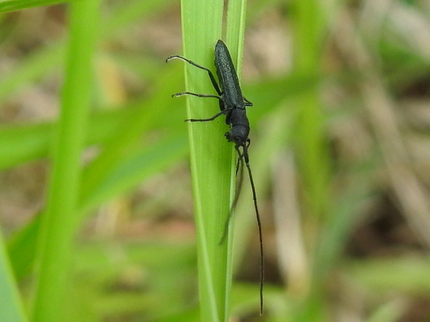 Theophilea subcylindricollis - hengeres szalmacincér