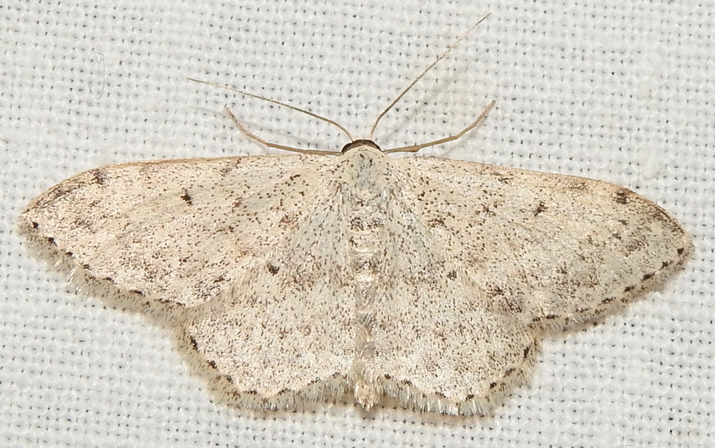 Scopula marginepunctata - pettyes sávosaraszoló