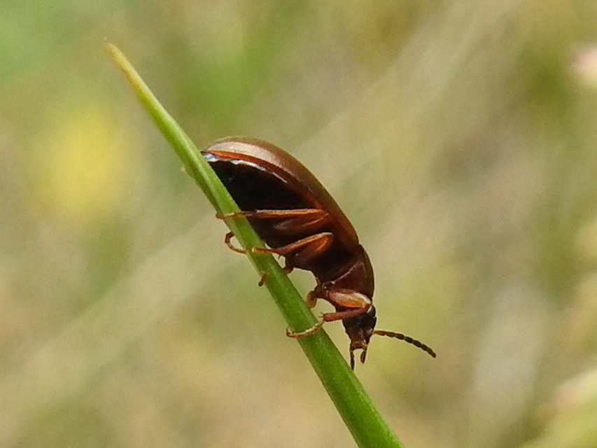 Isomira