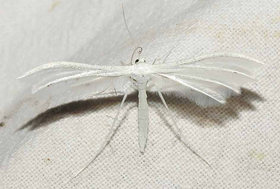 Pterophorus pentadactyla - fehér tollasmoly