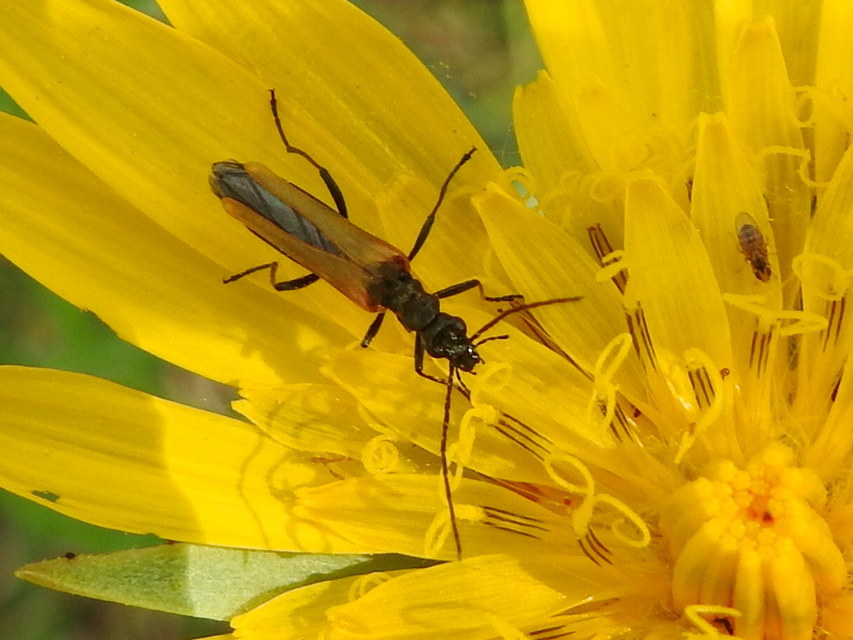Oedemera femorata - sárgahátú álcincér