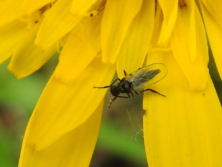 Bibionidae - bársonylegyek
