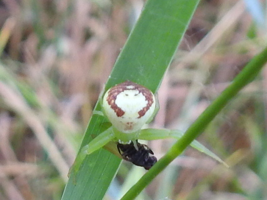 Ebrechtella tricuspidata - alakoskodó karolópók