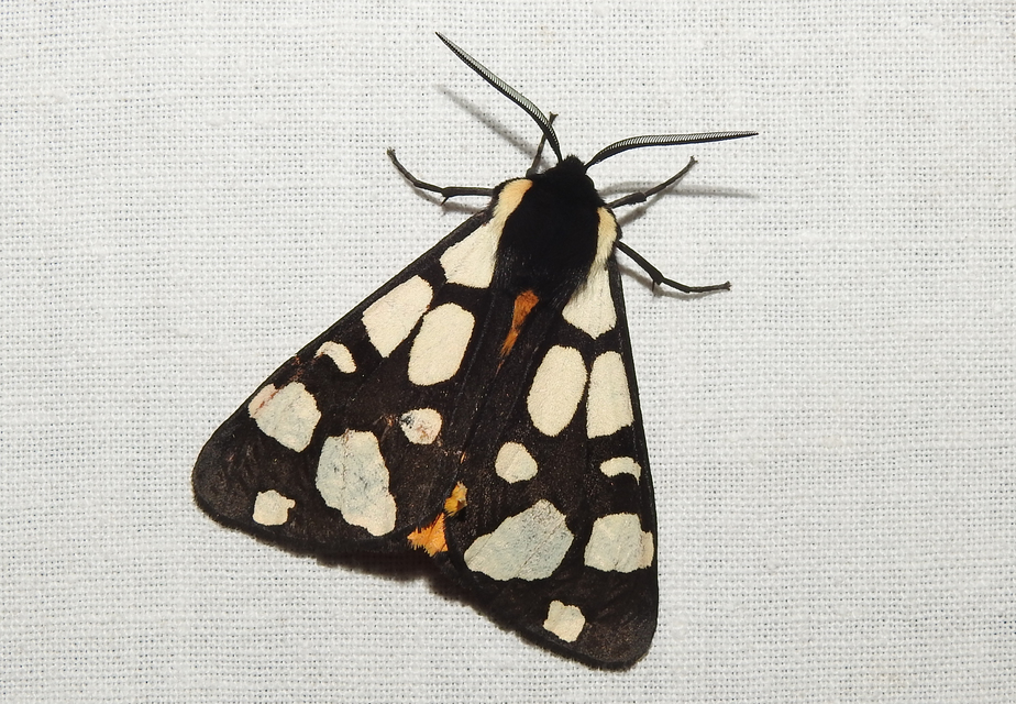 Arctia villica - fekete medvelepke