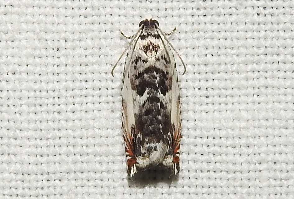 Ancylis laetana - fehér horgasmoly