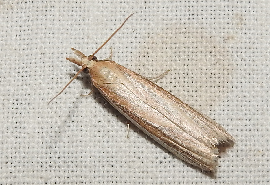 Oncocera semirubella - lucernamoly