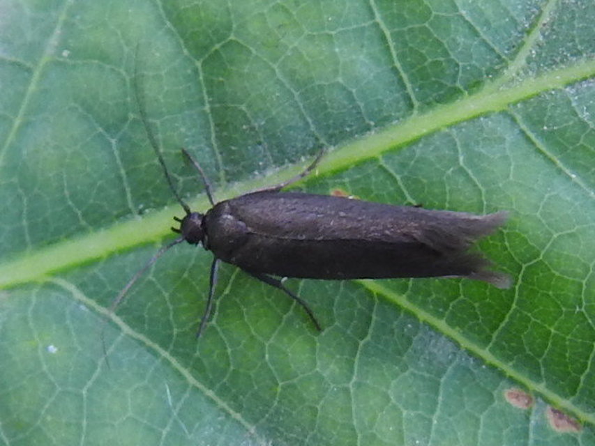Scythrididae - zöldmolyfélék