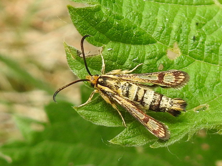 Sesiidae - szitkárfélék