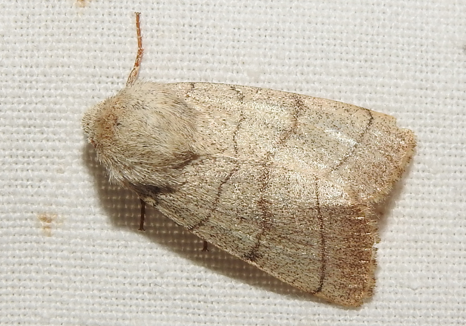 Charanyca trigrammica - háromsávos lombbagoly