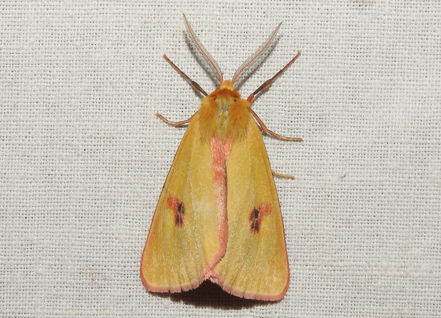 Diacrisia sannio - vörösszélű medvelepke